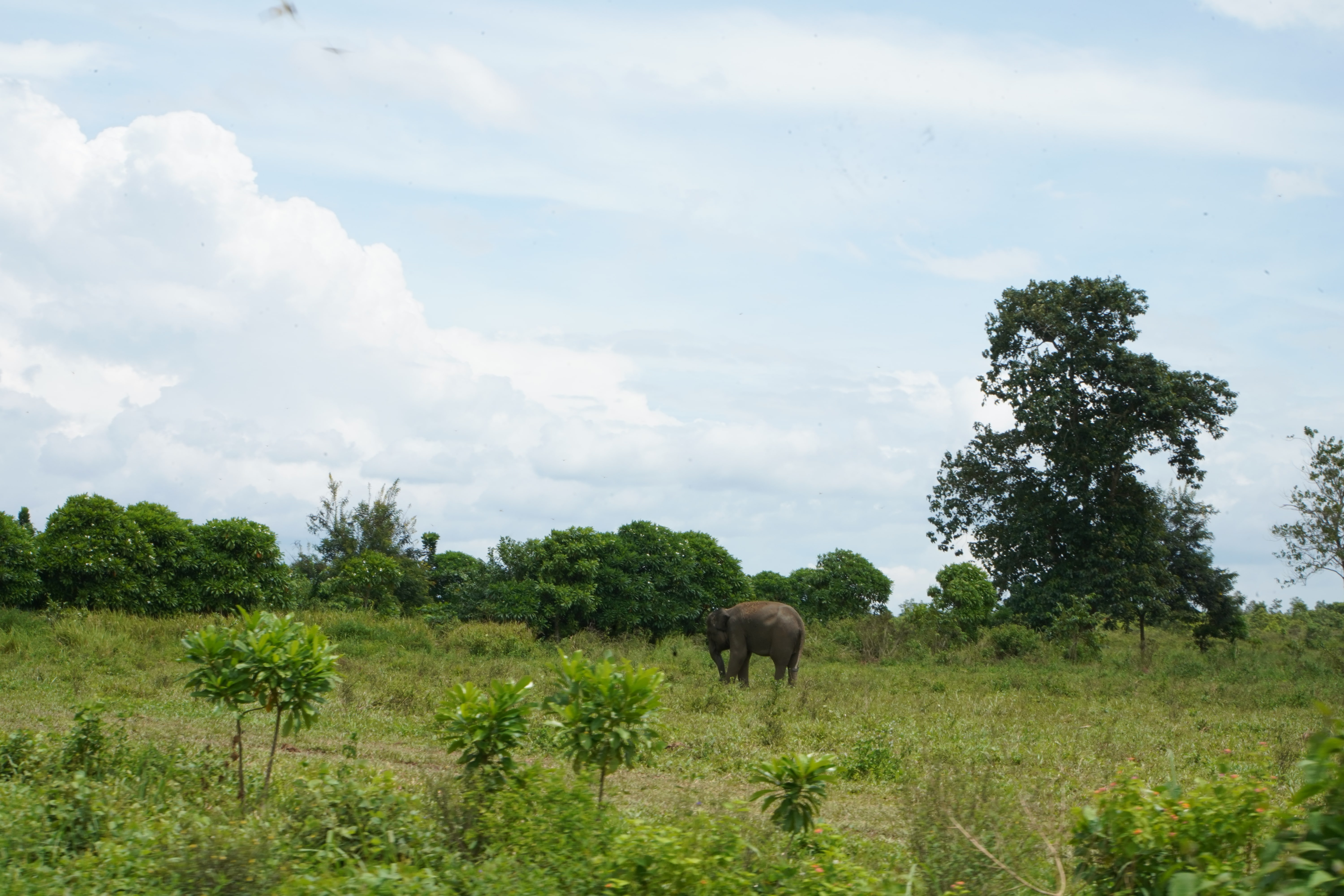 ProKlim Gerakkan Masyarakat Desa Braja Harjosari Berbagi Ruang Hidup dengan Satwa Liar