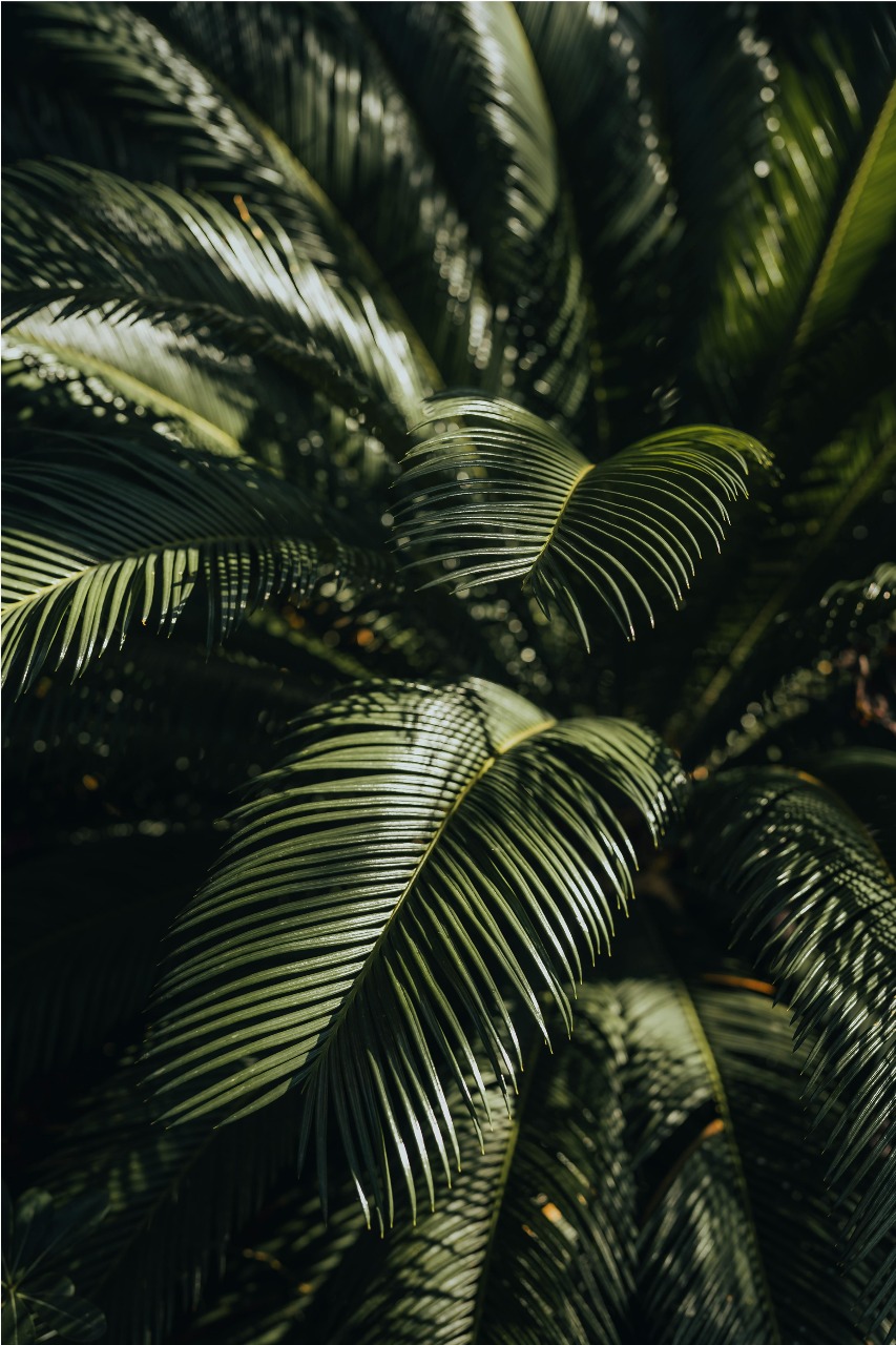 Pembayaran Berbasis Hasil (RBP) REDD+ Indonesia untuk Periode Hasil 2014–2016 – Green Climate Fund Output 01 dan 03