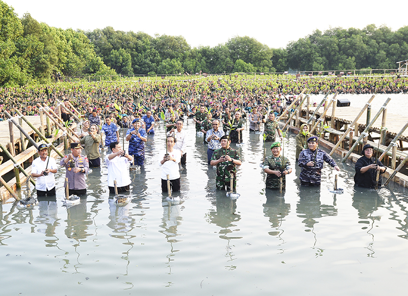 Kegiatan Penanaman Phon Mangrove
